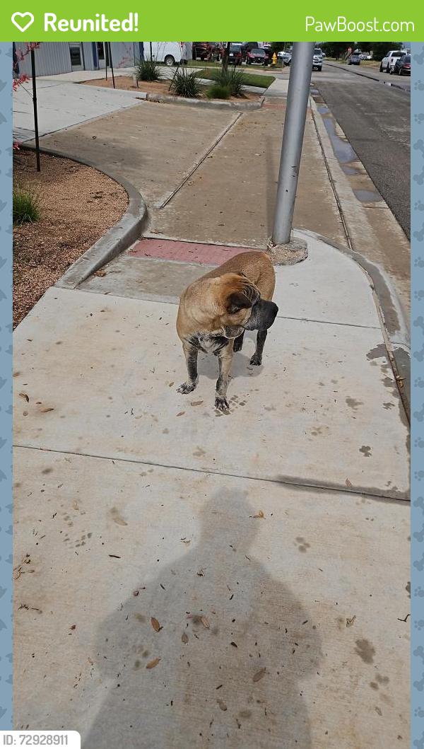 Reunited Male Dog last seen Liddon Ave and Big Spring St, Midland, TX 79705