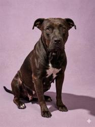 Shelter Stray Female Dog last seen Near BLOCK W 16TH ST, Jacksonville, FL 32204