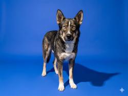Shelter Stray Female Dog last seen OLD KINGS RD, Jacksonville, FL 32204