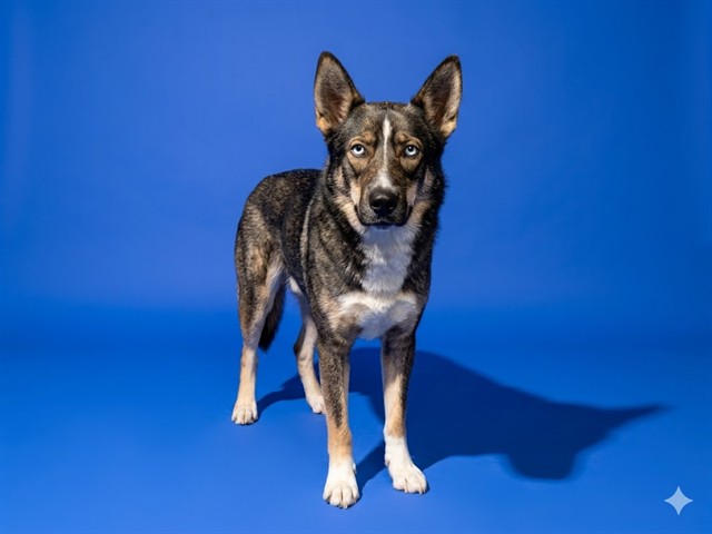 Shelter Stray Female Dog last seen OLD KINGS RD, Jacksonville, FL 32204