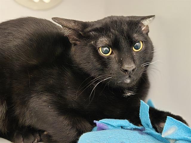 Shelter Stray Male Cat last seen Near BLOCK 64TH AVE S, KENT WA 98032, Kent, WA 98032