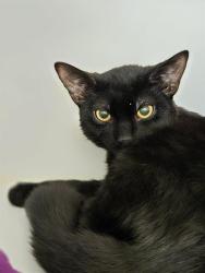 Shelter Stray Female Cat last seen Near BLOCK 64TH AVE S, KENT WA 98032, Kent, WA 98032