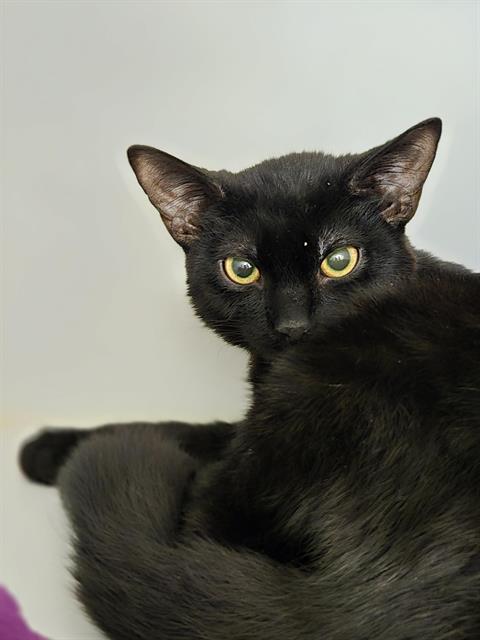 Shelter Stray Female Cat last seen Near BLOCK 64TH AVE S, KENT WA 98032, Kent, WA 98032