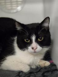 Shelter Stray Female Cat last seen Near BLOCK 290TH AVE SE, ENUMCLAW WA 98022, Kent, WA 98032