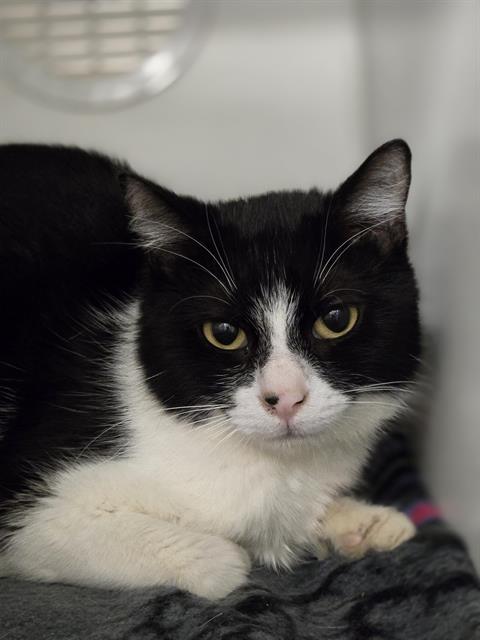 Shelter Stray Female Cat last seen Near BLOCK 290TH AVE SE, ENUMCLAW WA 98022, Kent, WA 98032
