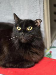 Shelter Stray Female Cat last seen Near BLOCK SE 208TH ST, KENT WA 98031, Kent, WA 98032