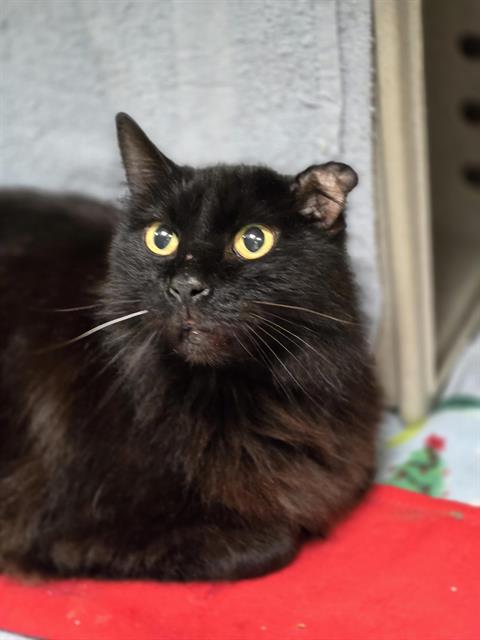 Shelter Stray Female Cat last seen Near BLOCK SE 208TH ST, KENT WA 98031, Kent, WA 98032