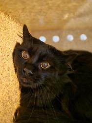 Shelter Stray Male Cat last seen Near BLOCK 186TH PL SE, COVINGTON WA 98042, Kent, WA 98032