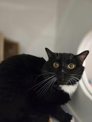 Shelter Stray Male Cat last seen Near BLOCK 186TH PL SE, COVINGTON WA 98042, Kent, WA 98032