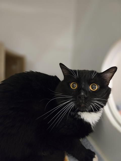 Shelter Stray Male Cat last seen Near BLOCK 186TH PL SE, COVINGTON WA 98042, Kent, WA 98032
