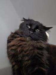 Shelter Stray Female Cat last seen Near BLOCK 244TH AVE SE, ENUMCLAW WA 98022, Kent, WA 98032