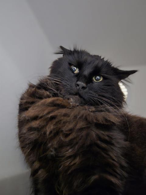 Shelter Stray Female Cat last seen Near BLOCK 244TH AVE SE, ENUMCLAW WA 98022, Kent, WA 98032