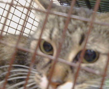 Shelter Stray Female Cat last seen ETHAN WAY/WYDA WAY,95825, Sacramento, CA 95827