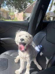 Reunited Female Dog last seen Amhurst, Cypress, TX 77433