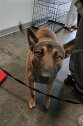 Shelter Stray Male Dog last seen , Los Angeles, CA 90047