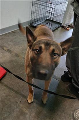 Shelter Stray Male Dog last seen , Los Angeles, CA 90047