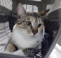 Shelter Stray Female Cat last seen Near BLOCK SWEENY/ SILVER, San Francisco, CA 94103