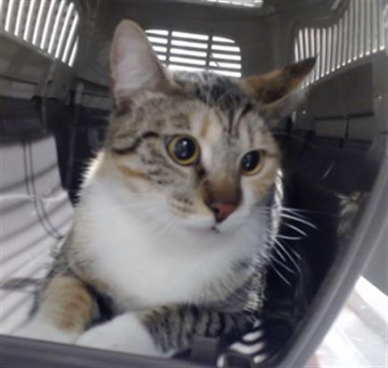 Shelter Stray Female Cat last seen Near BLOCK SWEENY/ SILVER, San Francisco, CA 94103
