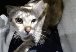 Shelter Stray Female Cat last seen Near BLOCK SWEENY/ SILVER, San Francisco, CA 94103