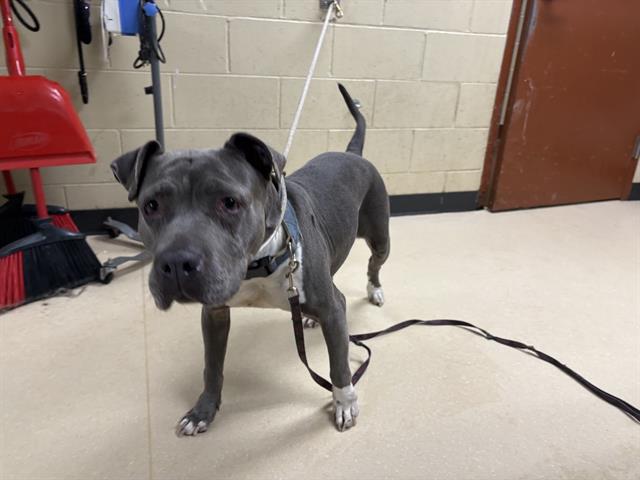 Shelter Stray Female Dog last seen , Milwaukee, WI 53215