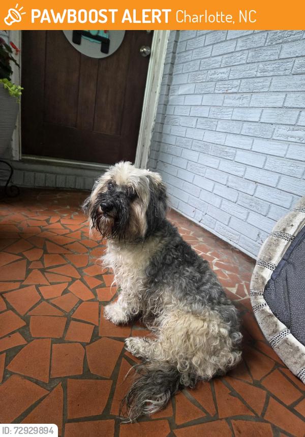 Found/Stray Unknown Other last seen Aintree Road, Charlotte, NC 28215