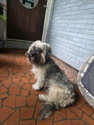 Found/Stray Unknown Other last seen Aintree Road, Charlotte, NC 28215