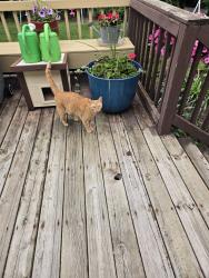 Found/Stray Unknown Cat last seen Countryside ests, Muncie, IN 47302