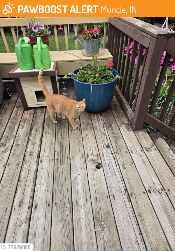 Found/Stray Unknown Cat last seen Countryside ests, Muncie, IN 47302