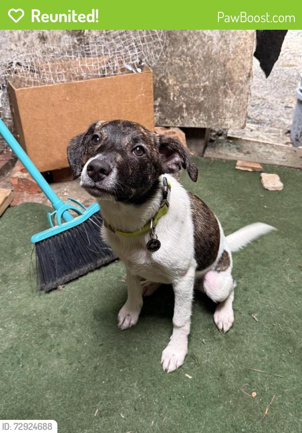 Reunited Female Dog last seen Near Tusculum rd , Nashville, TN 37211