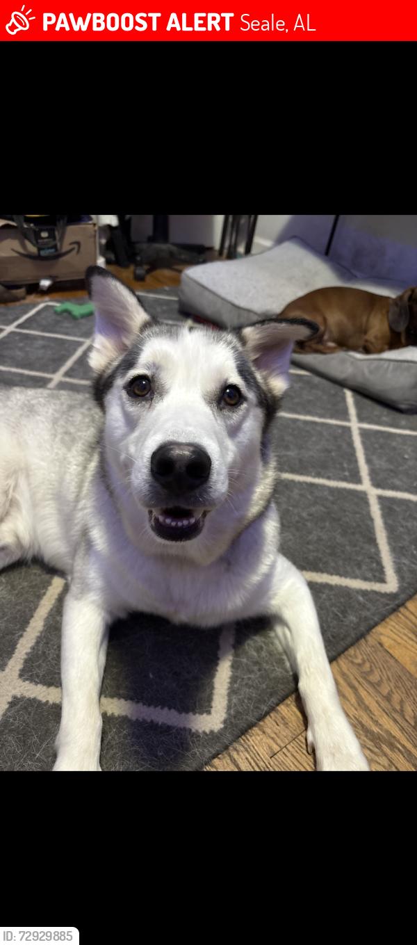Lost Male Dog last seen Kingway, Seale, AL 36875