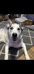 Lost Male Dog last seen Kingway, Seale, AL 36875