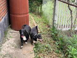 Reunited Male Dog last seen Grand and Bates, St. Louis, MO 63111