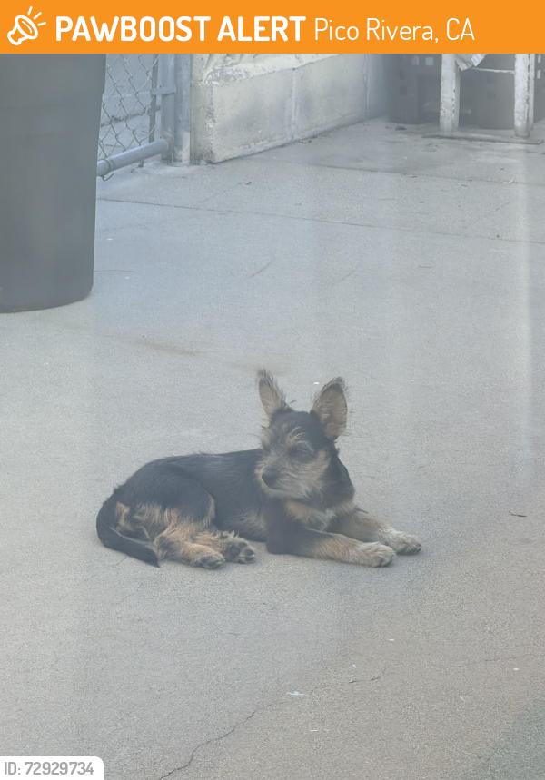 Found/Stray Female Dog last seen Pico Rivera Golf Course, Pico Rivera, CA 90660