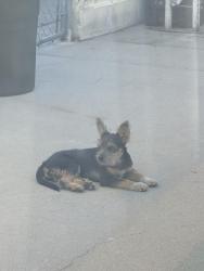 Found/Stray Female Dog last seen Pico Rivera Golf Course, Pico Rivera, CA 90660