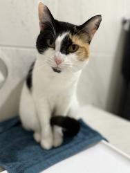 Lost Female Cat last seen Principal drive Wyndham Vale, Wyndham Vale, VIC 3024