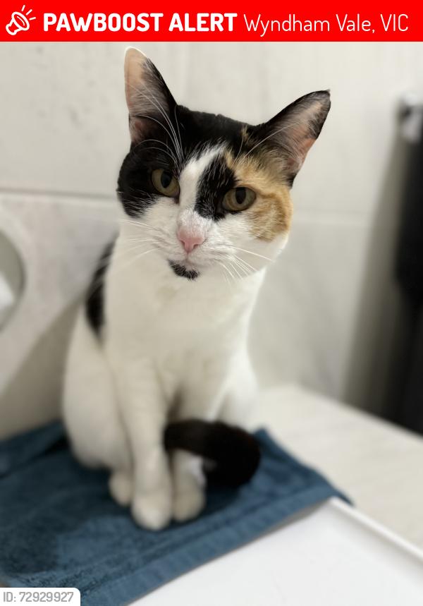 Lost Female Cat last seen Principal drive Wyndham Vale, Wyndham Vale, VIC 3024