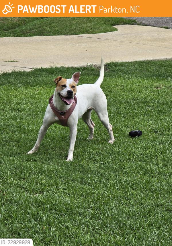 Found/Stray Female Dog last seen Black Bridge neighborhood on Anniston Street , Parkton, NC 28371