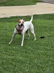 Found/Stray Female Dog last seen Black Bridge neighborhood on Anniston Street , Parkton, NC 28371