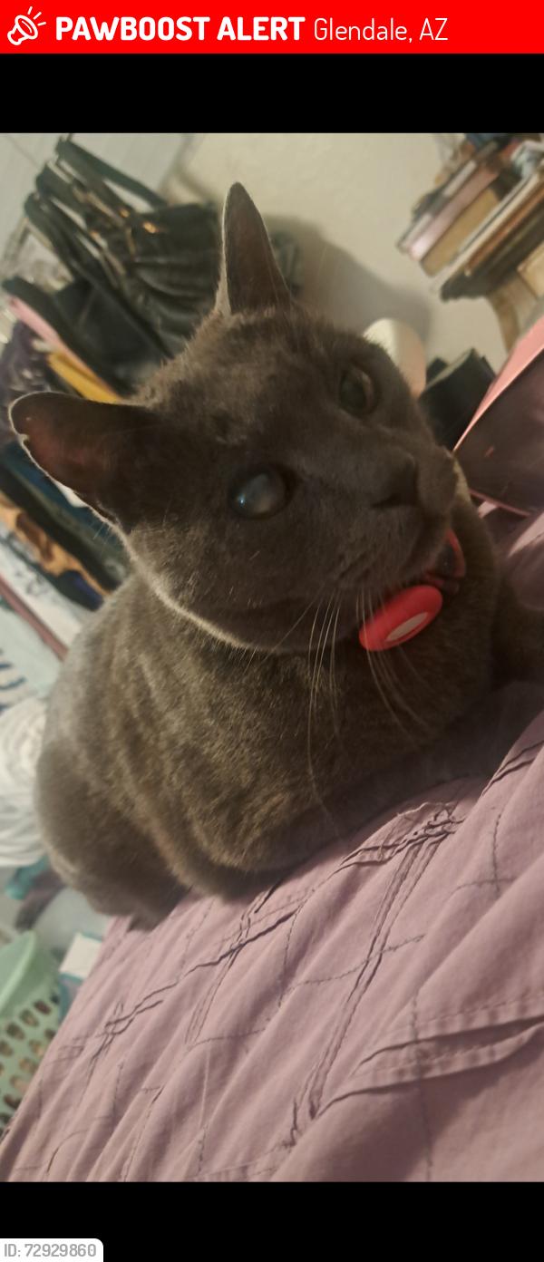 Lost Male Cat last seen 55th Ave and Palo Verde, Glendale, AZ 85302