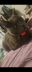 Lost Male Cat last seen 55th Ave and Palo Verde, Glendale, AZ 85302