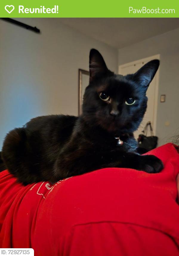 Reunited Female Cat last seen Londonderry and Wickersham , Corpus Christi, TX 78415
