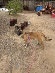 Found/Stray Female Dog last seen East vista way and Arcadia ave, Vista, CA 92084