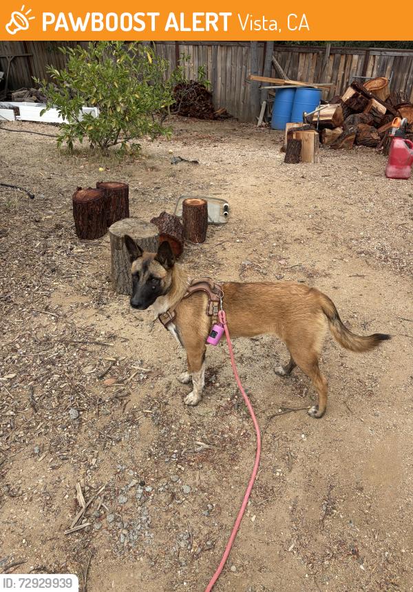 Found/Stray Female Dog last seen East vista way and Arcadia ave, Vista, CA 92084