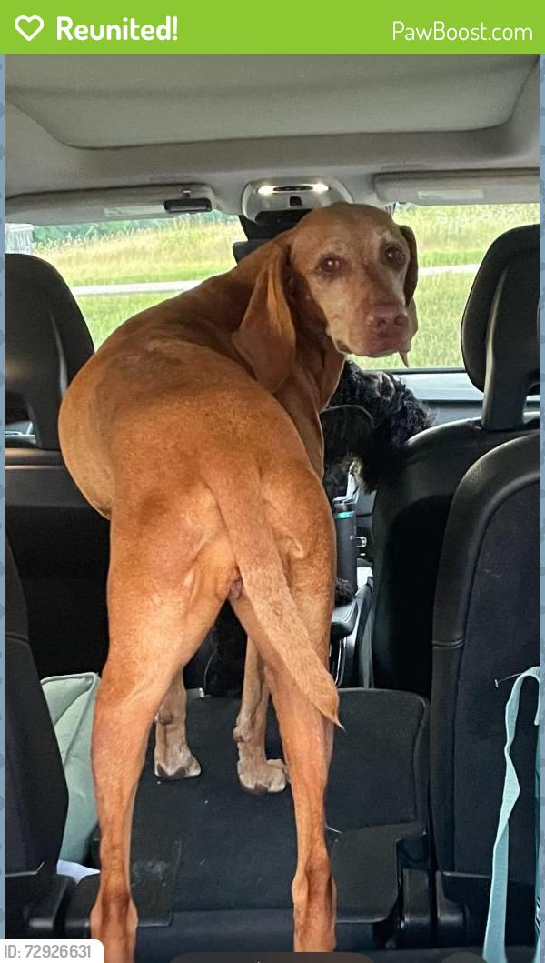 Reunited Female Dog last seen W Lake Highlands Dr, Dallas, TX 75218, USA, Dallas, TX 75218