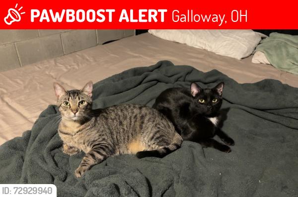 Lost Male Cat last seen Tobago Dr Galloway Ohio, Galloway, OH 43119