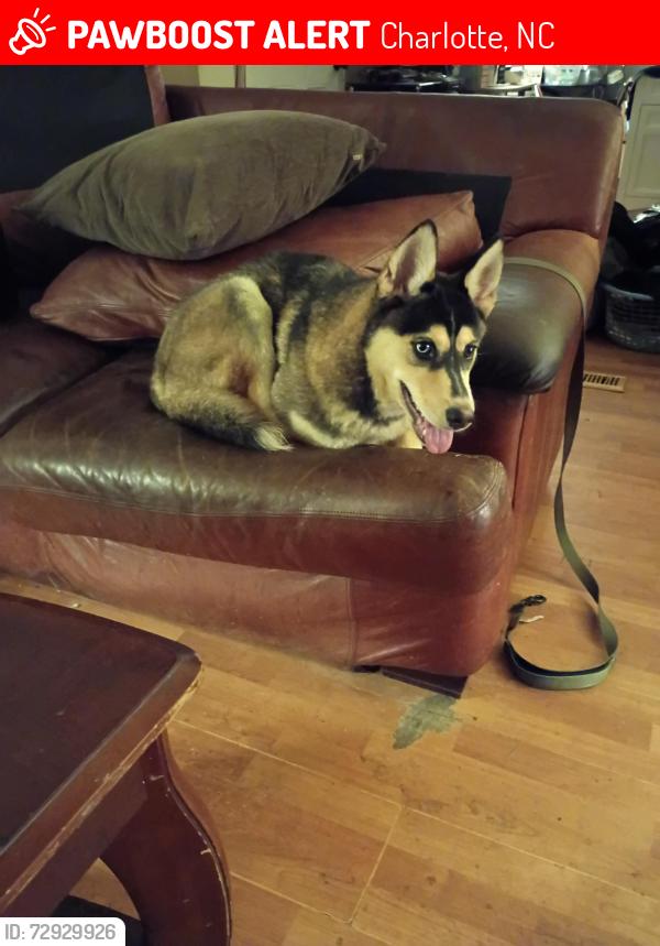 Lost Male Dog last seen Eagle Chase drive, Charlotte, NC 28216