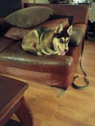 Lost Male Dog last seen Eagle Chase drive, Charlotte, NC 28216