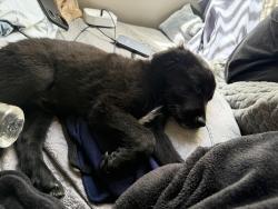 Lost Male Dog last seen Near S Yucca St Chandler, AZ  85224 United States, Chandler, AZ 85224