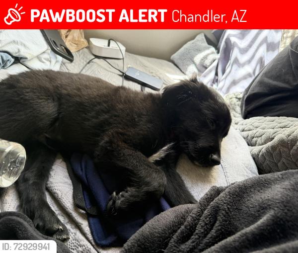 Lost Male Dog last seen Near S Yucca St Chandler, AZ  85224 United States, Chandler, AZ 85224
