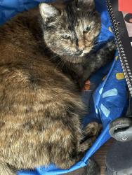 Found/Stray Female Cat last seen Near street and 111 avenue , Edmonton, AB 
